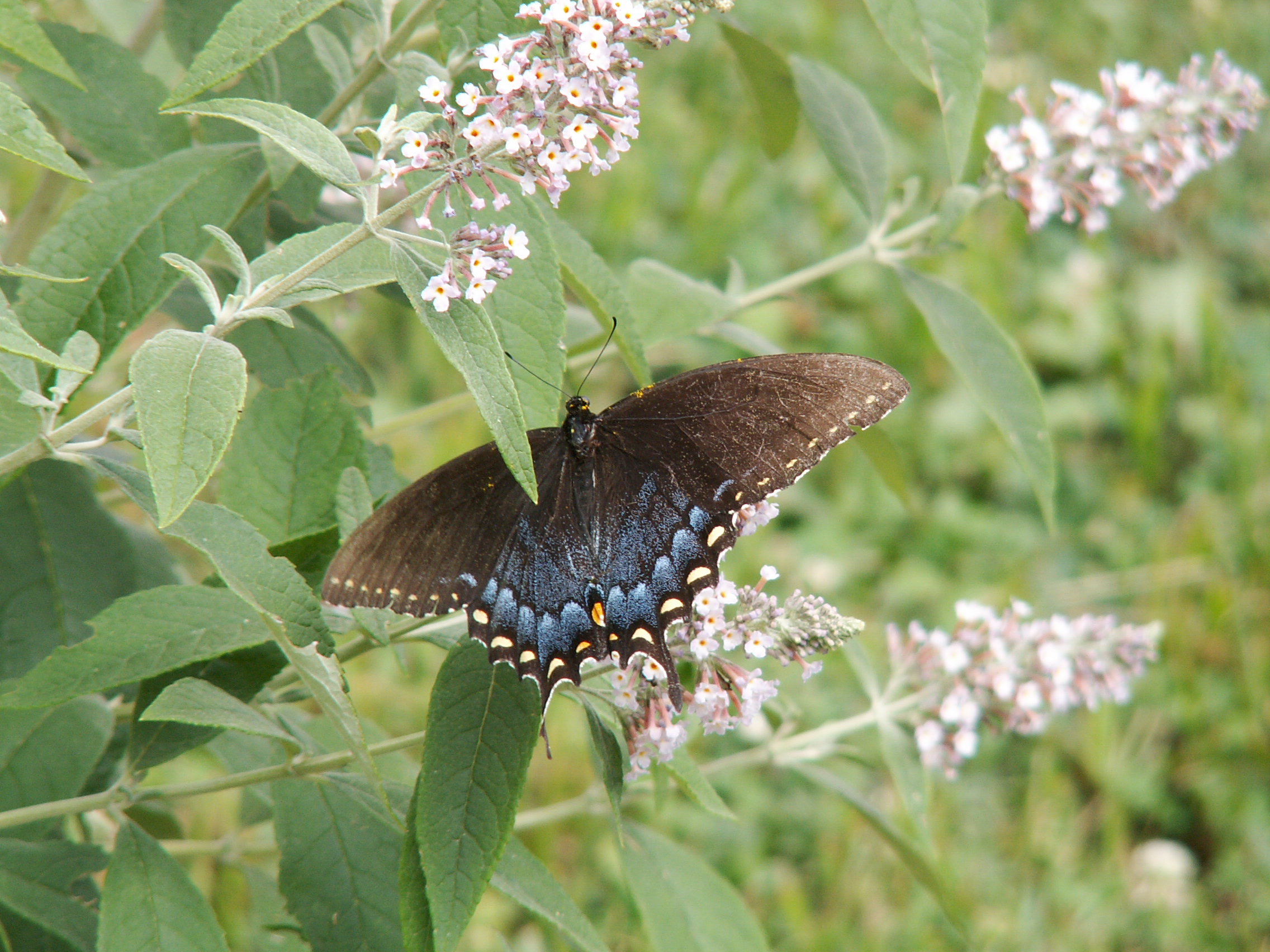 KONICA MINOLTA DIGITAL CAMERA